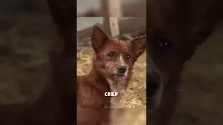 A cow. A puppy. A love story no one saw coming&hellip; ❤️ #shorts