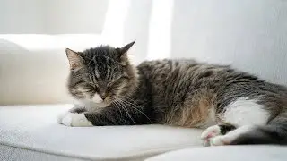 LIVE 🐱 Dreamy Cat Drifting to Sleep with Warm Piano Melodies Under Moonlight 🐱 | Season 2