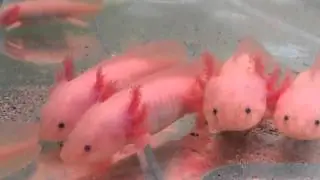 Аксолотль альбинос Axolotl - Ambystoma mexicanum