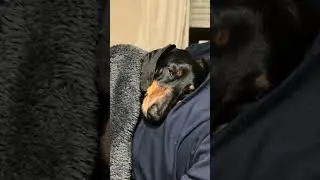 Mini Dachshund Dreams 😴 #dachshund #sausagedog