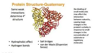 Protein Composition and Structure