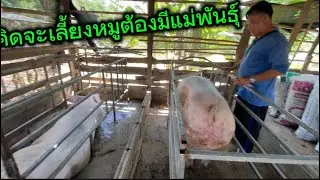 Raising pigs generates more income than raising cows or buffaloes.