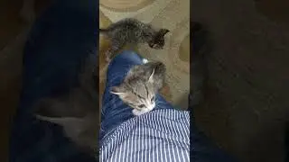 Newborn Kitten Climbing Human 1st Time