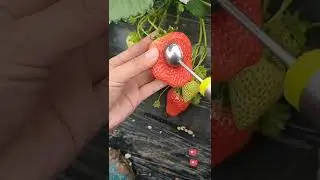 #asmr#fruit #food #fruits #healthyfood #healthy#foodie #healthylifestyle #foodporn #strawberry