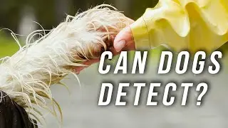 Can dogs detect their owners' sadness?