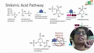 🌿 Shikimic Acid Pathway Simplified | Step-by-Step Explanation |  Pharmacognosy | SNS Institutions
