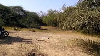 Live safari at SASAN GIR