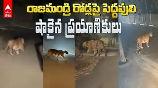 Tiger in Rajahmundry | రాజమండ్రి శివార్లలో పెద్ద పులి సంచారం | ABP Desam
