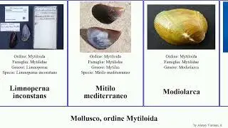Mollusco, ordine Mytiloida mediterraneo mollusca edulis chilensis adriatica californianus Mytilus