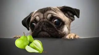 Pug Dog ASMR Fruits Pear Taste Test