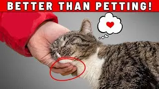 9 Things Your CAT LOVES MORE Than Getting PETS!
