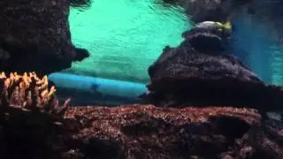 Reef predator Ld
