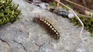 Caterpillar on the move