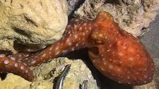 Live Stream 🟢 &ndash;Biggest Diving Trophy - Full Size Reveal！ #diving #fishing #seafood #shorts