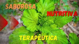 A mostarda &eacute; TERAP&Ecirc;UTICA, Veja por que voc&ecirc; deve comer