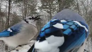 Goldfinch, Cardinal, Blue Jays, Dark-eyed Juncos, Bluebirds