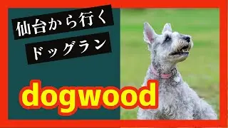 dogwoodでランとランチ