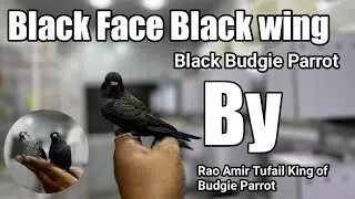 Black Face Black wing Budgie Parrot | Black Budgie | Black Bird | Black Parrot | FS Aviary Official