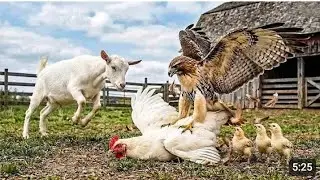 Catch beautiful goat baby world cute chickens rainbow chickens animals kids funny video 2026