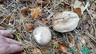 Clitocybe nebularis. Apreciada y muy indigesta... &iquest;Como es posible?