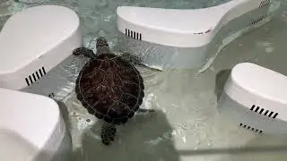 【海遊館】うろうろカメさん