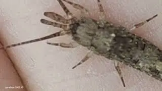 03-Jumping Bristletails [Machilidae]Fam sp.Arch&eacute;ognathes.Poss (Trigoniophthalmus alternatus)ظنبوبيات