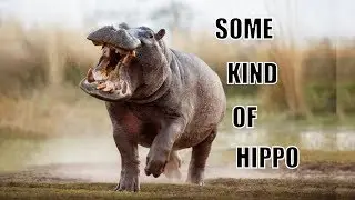Song:   Some Kind of Hippo
