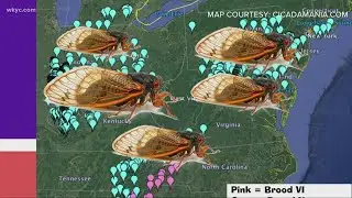 Billions of 17-year cicadas expected to emerge in 2021