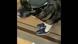 Drip Dog meme template | I'm AI with the Braids meme