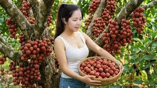 TIMELAPSE &ndash; 226 Days Harvesting Many Langsat On The Mountain, Dragon Fruit Goes To Market Sell