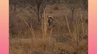 Jackals and Hyenas at Welgevonden Game Reserve
