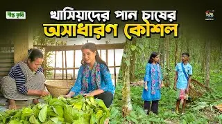 Deepto Krishi l খাসিয়াদের পান চাষের অসাধারণ কৌশল জানলে আপনি অবাক হবেন l EP1793 l Betel leaf farming