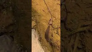 Eel fishing | Catch Eels From Hole Using Hook. Ep13