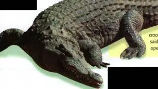 nature's perfect killing machine