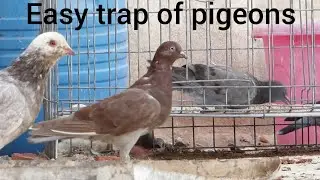 Easy Trap pigeons