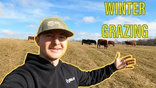 Is Strip Grazing The Answer For Feeding Pregnant Cows?!