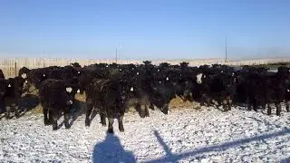 West Bench Colony 820# Angus X Steers