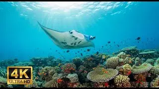 🐡 Ultra HD Aquarium View &ndash; Relaxing Fish Tank & Soft Music for Stress Relief