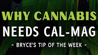 Why Does Cannabis Need Calcium and Magnesium (Calmag)?