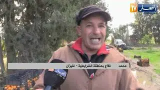 غليزان: رغم الصعوبات.. فلاحو منطقة الشرايطية يحققون نتائج مرضية في إنتاج الحمضيات