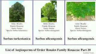 List of Angiosperms of Order Rosales Family Rosaceae Part 30 sorbus spiraea mountain southern crab