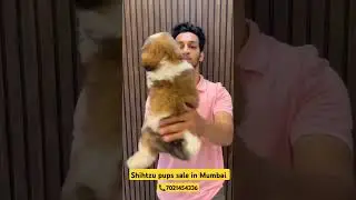 super quality Shihtzu puppies for sale in Mumbai dadar, Shihtzu price in Mumbai, dog shop in mumbai