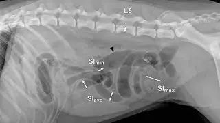 Bowel Obstructions in Dogs