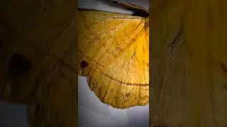 Beautiful Yellow Monkey Moth (Eupterote undata) #insects #macroworld #nature #wildlife #moths
