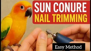 ✂️🦜 How to Trim Birds nails at home 🏡✨#SunConure #ParrotNailTrimming #Birdgrooming 