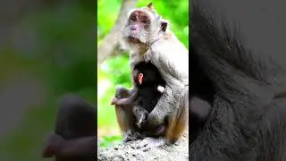 Monkey mom very take care baby