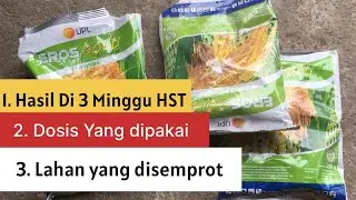 Herbisida Eros Gold dan hasilnya di usia 3 minggu