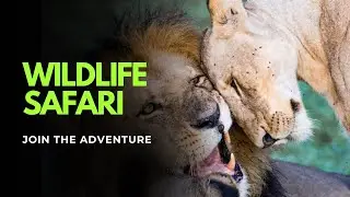 Hidden Wonders of the Jungle: Incredible Wildlife Encounters 🐾