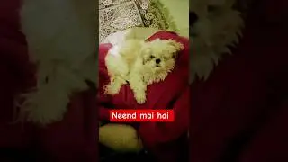 Coco Shih Tzu dog 😍 #song #music #love #trending #dog #shihtzu