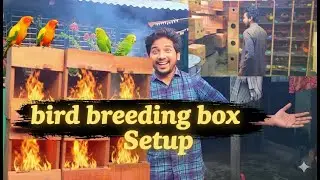 🔥 পাখির ব্রিডিং বক্স জীবাণুমুক্ত করে সঠিকভাবে সেটআপ | Safe Breeding Box Setup 🐦